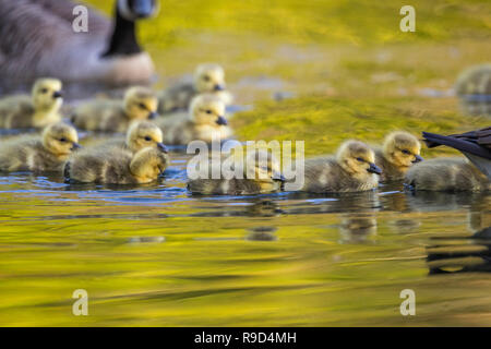 Kanadagans, Branta canadensis Herde; Erwachsenen- und Küken Cornwall, UK Stockfoto