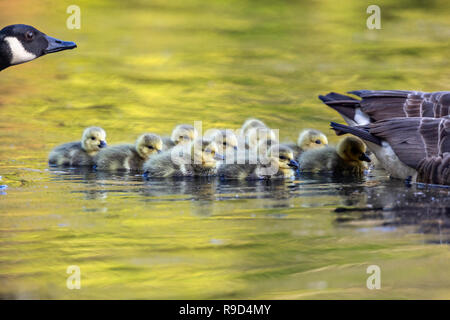 Kanadagans, Branta canadensis Herde; 3 Erwachsene und Küken Cornwall, UK Stockfoto