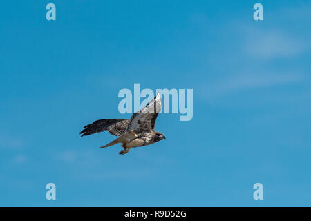 Red-tailed Hawk im Flug. Stockfoto