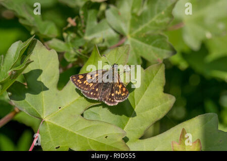 Checkered Skipper Schmetterling; Carterocephalus palaemon Ungarn Stockfoto