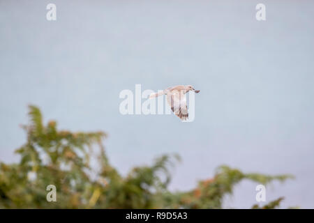 Collared Dove; Streptopelia decaocto Single im Flug Inseln Scily, Großbritannien Stockfoto