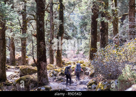 Wanderer zu Fuß durch die Wälder auf der späteren Phasen des Manaslu Circuit Trek in Nepal Himalaya Stockfoto