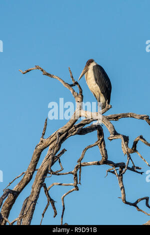 Marabu thront in Baum in Botswana, Afrika Stockfoto