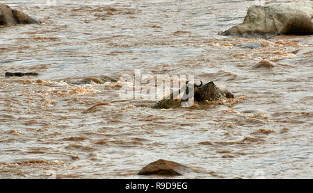 Nilkrokodil (Crocodylus niloticus) aufschnappen Weiß-bärtigen Gnus (Connochaetes taurinus mearnsi) während der Überfahrt Mara River an der jährlichen Migration Stockfoto