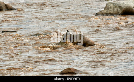 Nilkrokodil (Crocodylus niloticus) aufschnappen Weiß-bärtigen Gnus (Connochaetes taurinus mearnsi) während der Überfahrt Mara River an der jährlichen Migration Stockfoto