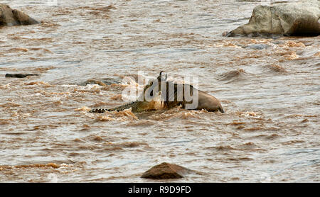 Nilkrokodil (Crocodylus niloticus) aufschnappen Weiß-bärtigen Gnus (Connochaetes taurinus mearnsi) während der Überfahrt Mara River an der jährlichen Migration Stockfoto