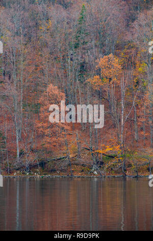 Magische Muster Holz auf Wasser im Herbst Tag reflektiert, Plitvice Kroatien Stockfoto