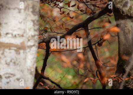 Kleiner Vogel in Nationalpark Plitvice, Kroatien Stockfoto