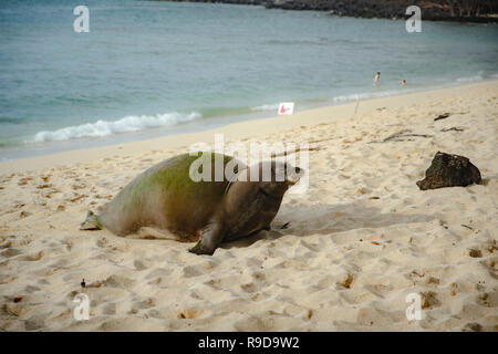 Gefährdete Hawaiian monk seal ruht auf einem White Sand Beach, Big Island Hawaii Stockfoto