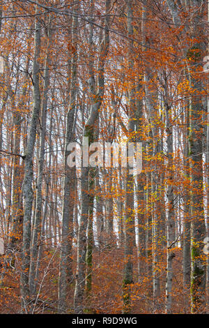 Magische Muster Holz im Herbst Tag, Plitvice Kroatien Stockfoto