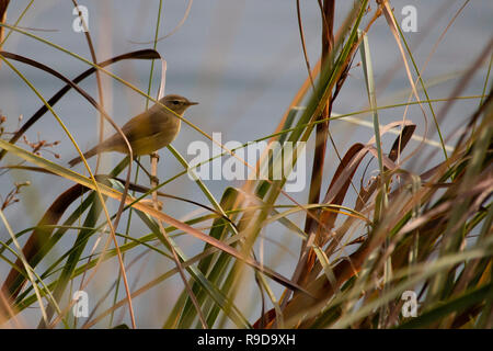 Kleiner Vogel in Nationalpark Plitvice, Kroatien Stockfoto