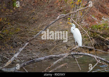 Kleiner Vogel in Nationalpark Plitvice, Kroatien Stockfoto