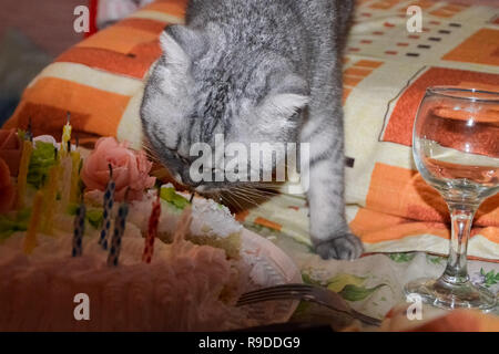 Hungrige Katze grau getigert gestreift Gestreifte isst Kuchen, der Geburtstag des Tieres. Konzept Gewichtszunahme während des Urlaubs, Adipositas und Ernährung für die Katze. Stockfoto