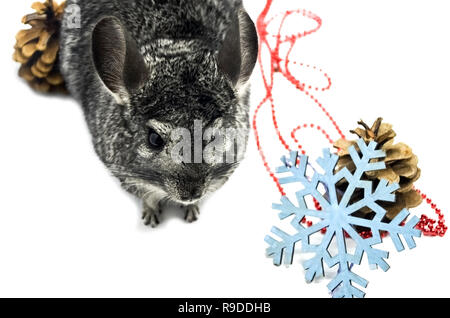 Ein graues cute chinchine Küken sitzt in der Nähe der roten Perlen gegen die blauen Schneeflocken und сhristmas Baum Kegel, der Vorbereitung auf die Feiertage und die neue Stockfoto