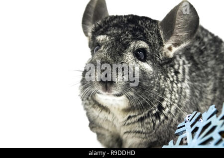 Nasenrücken grau Süße Chinchilla, das Tier sitzt neben dem blauen Schneeflocke, Vorbereitung für die Feiertage und das neue Jahr. Auf weissem Hintergrund isolieren Stockfoto