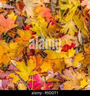 Detail der Blätter auf dem Boden im Herbst gefallen Stockfoto