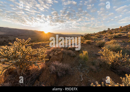 Sonnenaufgang ansehen und cholla Cactus im Red Rock Canyon National Conservation Area. Eine beliebte Natural Area 20 Meilen von Las Vegas, Nevada. Stockfoto