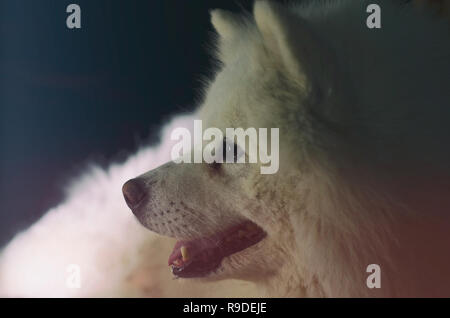 Samojeden Rasse portrait Stockfoto