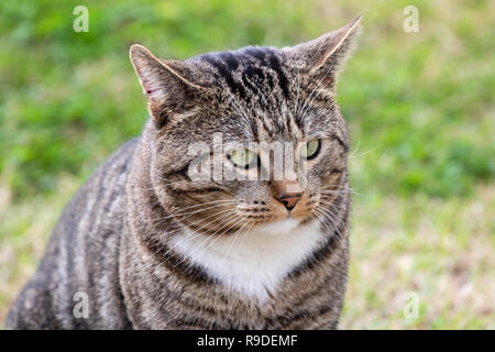 Katze - Felis silvestris catus oder Felis catus Stockfoto