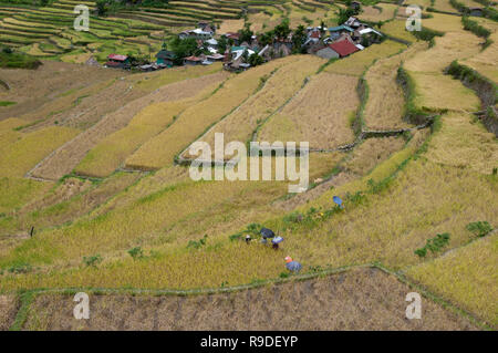 Die Landwirte ernten bei Batad Reisterrassen, Ifugao Provinz Cordillera Region, Luzon, Philippinen, Asien, Südostasien, UNESCO Weltkulturerbe Stockfoto