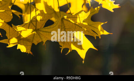 Gelb Herbst Laub im Sonnenlicht die Hintergrundbeleuchtung auf einem dunklen verschwommenen Hintergrund. Stockfoto