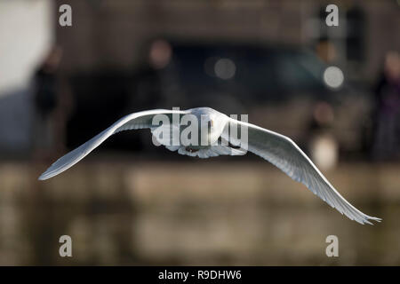 Glaucous Gull, Larus hyperboreus Alleinstehenden im Flug Cornwall, UK Stockfoto