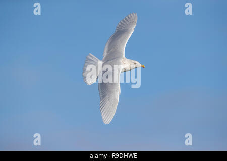 Glaucous Gull, Larus hyperboreus Alleinstehenden im Flug Cornwall, UK Stockfoto