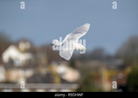 Glaucous Gull, Larus hyperboreus Alleinstehenden; Winter Cornwall, UK Stockfoto