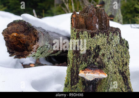 Nationalpark Harz im Winter Oderteich Stockfoto