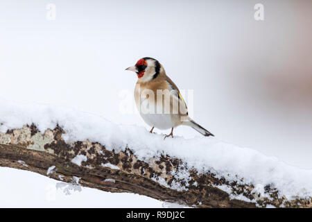 Goldfinch; Carduelis carduelis Single im Schnee Cornwall, UK Stockfoto