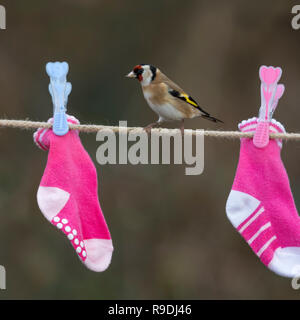 Goldfinch; Carduelis carduelis Single; Wäscheleine Cornwall, UK Stockfoto