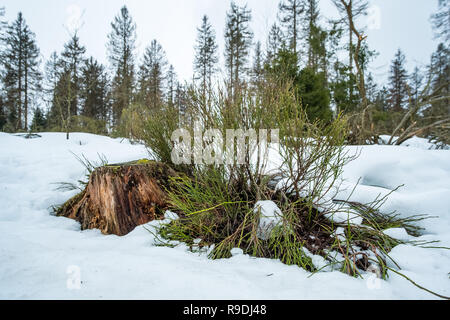 Nationalpark Harz im Winter Oderteich Stockfoto