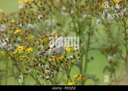 Goldfinch; Carduelis carduelis einzelne Junge auf Ragwort Cornwall, UK Stockfoto