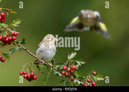 Goldfinch; Carduelis carduelis einzelne Junge auf Weißdorn; Erwachsene im Flug Cornwall, UK Stockfoto