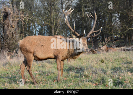 London, Großbritannien. 22. Dezember 2018. Ein Hirsch Beweidung in Richmond Park an einem erstaunlich warmen Winter. Credit: Benjamin John/Alamy leben Nachrichten Stockfoto