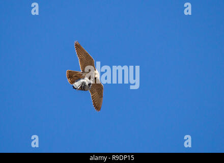 Wanderfalke Taube im Flug. Stockfoto