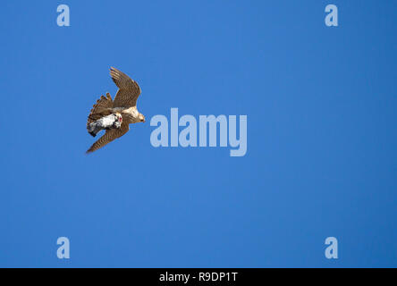 Wanderfalke Taube im Flug. Stockfoto