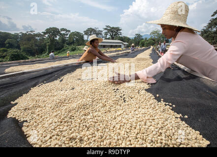 (181223) - Peking, 23 Dezember, 2018 (Xinhua) - Arbeitnehmer trocken Kaffeebohnen bei einem Kaffee Farm in der Nähe von Kaffa, Äthiopien, Dez. 8, 2018 gewaschen. Die lokale/Betriebe Hauptsaison im Dezember jeden Jahres. Kaffee in Äthiopien verwurzelt ist der Rohstoff für verschiedene Kaffeegetränke, die von Menschen auf der ganzen Welt bevorzugt. Es wird gesagt, dass Kaffee entdeckt wurde von schafhirte in Kaffa, südwestliche in Äthiopien, von denen der Name von Kaffee entwickelt. Kaffeebohnen aus Äthiopien sind in China vor allem auf dem Seeweg exportiert. Geschält grüne Kaffeebohnen durch Straße und Bahn und dann zum Hafen von Dschibuti nach transportiert Stockfoto