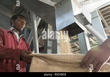 (181223) - Peking, 23 Dezember, 2018 (Xinhua) - Arbeitnehmer sammeln geschälten Kaffeebohnen bei SMS Plc Enterprise in Addis Abeba, der Hauptstadt von Äthiopien, Dez. 12, 2018. Kaffee in Äthiopien verwurzelt ist der Rohstoff für verschiedene Kaffeegetränke, die von Menschen auf der ganzen Welt bevorzugt. Es wird gesagt, dass Kaffee entdeckt wurde von schafhirte in Kaffa, südwestliche in Äthiopien, von denen der Name von Kaffee entwickelt. Kaffeebohnen aus Äthiopien sind in China vor allem auf dem Seeweg exportiert. Geschält grüne Kaffeebohnen durch Straße und Bahn und dann zum Hafen von Dschibuti transportiert werden nach ca. 21 Tagen auf See sie schließlich Arriv Stockfoto