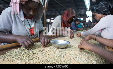 (181223) - Peking, 23 Dezember, 2018 (Xinhua) - Arbeitnehmer geschälten Kaffeebohnen bei SMS Plc Enterprise in Addis Abeba, der Hauptstadt von Äthiopien, Dez. 12, 2018 klassifizieren. Kaffee in Äthiopien verwurzelt ist der Rohstoff für verschiedene Kaffeegetränke, die von Menschen auf der ganzen Welt bevorzugt. Es wird gesagt, dass Kaffee entdeckt wurde von schafhirte in Kaffa, südwestliche in Äthiopien, von denen der Name von Kaffee entwickelt. Kaffeebohnen aus Äthiopien sind in China vor allem auf dem Seeweg exportiert. Geschält grüne Kaffeebohnen durch Straße und Bahn und dann zum Hafen von Dschibuti transportiert werden nach ca. 21 Tagen auf See sie schließlich Arri Stockfoto