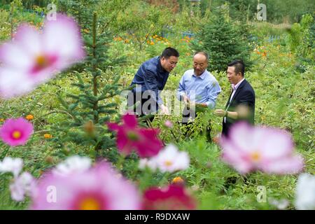 (181223) - Peking, 23 Dezember, 2018 (Xinhua) - Ein landwirtschaftlicher Lehrer beauftragt die Landwirte in das Einpflanzen von päonie in Longwangba Dorf Guyuan Xiji County im Nordwesten Chinas autonomen Region Ningxia Hui, Aug 30., 2018. Gebiete Chinas leiden unter extremer Armut schneller Fortschritte im Hinblick auf die Linderung von Armut im Vergleich zu durchschnittlichen Tempo des Landes im Jahr 2018 gemacht haben, ein Beamter gesagt hat. Das Land ernsthaft voran mit Armut Hilfsmaßnahmen in den Bereichen, die durch die extreme Armut in diesem Jahr belastet geschoben hat, sagte Liu Yongfu, Direktor des Staatlichen Rates führende Gruppe Büro der Linderung der Armut ein Stockfoto