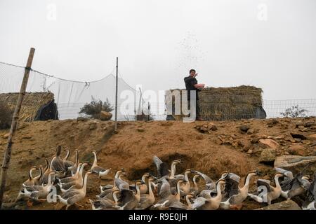 Anqing, China. 23. Dezember 2018. Wang Sanyi feeds verletzt Graugänse in Anqing, im Osten der chinesischen Provinz Anhui, Dez. 22, 2018. Wang Sanyi, 69, gründete die Caizi See Feuchtgebiet ökologischen Schutz Vereinigung mit mehr als 300 Mitgliedern im Jahr 2010. Dank der Bemühungen von Schutz, mehr und mehr Zugvögel sind hier zu überwintern. "Schutz der Quelle: Xinhua/Alamy leben Nachrichten Stockfoto