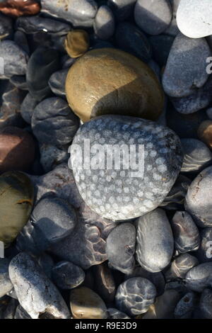 Colonial Coral fossilen in abgerundeten Kalkstein Kiesel Stockfoto