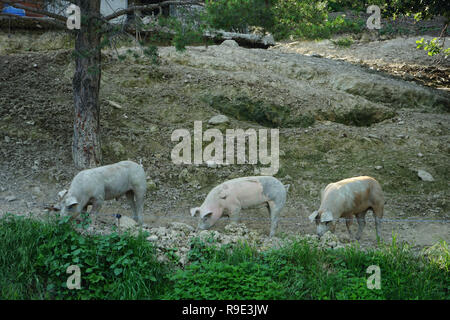 Drei Schweine suchen nach etwas unter einem Baum zu essen Stockfoto