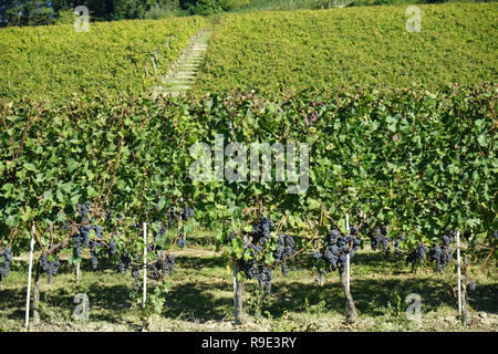 Zeilen von einem Weinberg in der Gegend von Monforte d'Alba, Pientonte - Italien Stockfoto