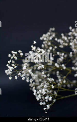 Getrocknete dekorative weiße gemeinsame Gypsophila paniculata Blume kraut Blumenstrauß auf dunklem Hintergrund Stockfoto