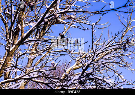 Vögel im Winter. Vogel auf einem Ast mit einem blauen Himmel im Hintergrund. Winter Hintergrund. Stockfoto