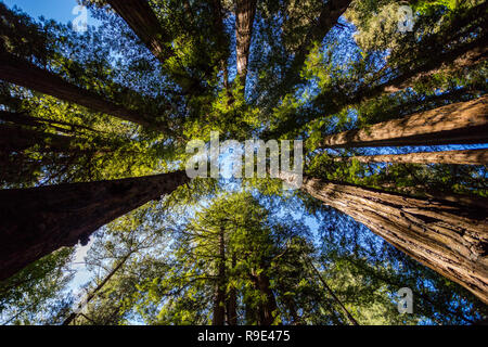 Zu den blauen Himmel durch Kalifornien Redwood Bäume in Henry Cowell Redwoods State Park Stockfoto