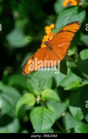 Fackel Schmetterling - Julia Butterfly - Dryas iulia Schmetterling - eine Fackel Schmetterling ruht auf orange Blumen in eine Schmetterlingsausstellung in Aruba. Stockfoto