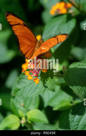 Fackel Schmetterling - Julia Butterfly - Dryas iulia Schmetterling - eine Fackel Schmetterling ruht auf orange Blumen in eine Schmetterlingsausstellung in Aruba. Stockfoto